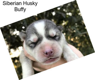 Siberian Husky Buffy
