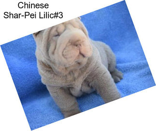 Chinese Shar-Pei Lilic#3