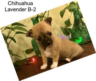 Chihuahua Lavender B-2