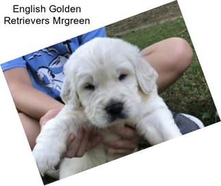 English Golden Retrievers Mrgreen