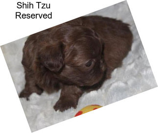 Shih Tzu Reserved