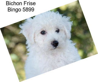 Bichon Frise Bingo 5899