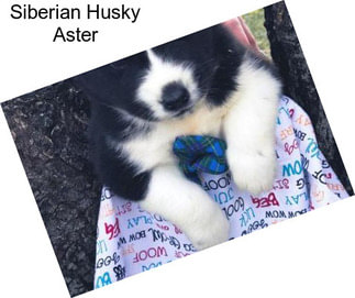 Siberian Husky Aster