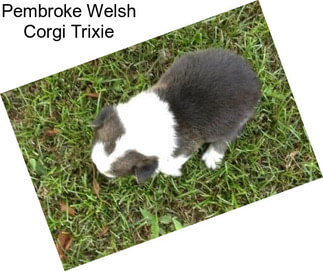 Pembroke Welsh Corgi Trixie