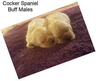 Cocker Spaniel Buff Males