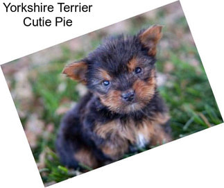 Yorkshire Terrier Cutie Pie