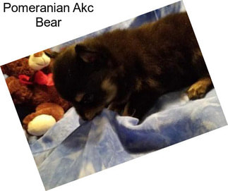 Pomeranian Akc Bear