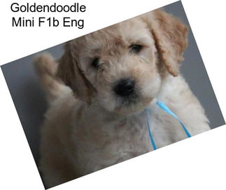 Goldendoodle Mini F1b Eng