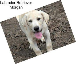 Labrador Retriever Morgan