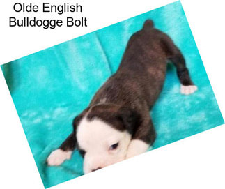 Olde English Bulldogge Bolt