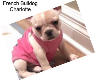 French Bulldog Charlotte