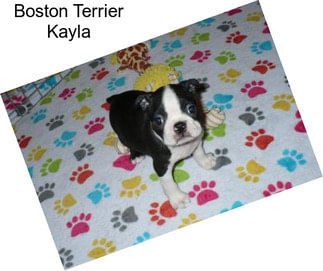 Boston Terrier Kayla