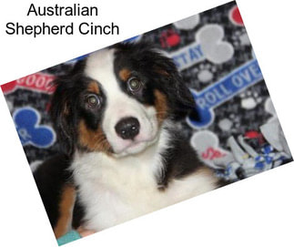 Australian Shepherd Cinch