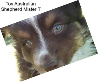 Toy Australian Shepherd Mister T