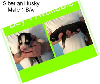 Siberian Husky Male 1 B/w