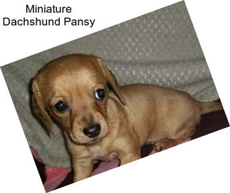 Miniature Dachshund Pansy