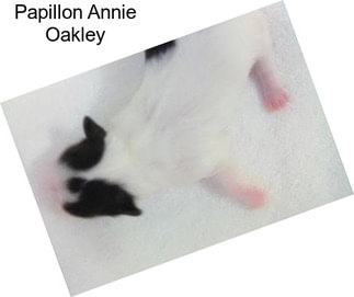 Papillon Annie Oakley