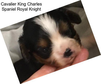 Cavalier King Charles Spaniel Royal Knight