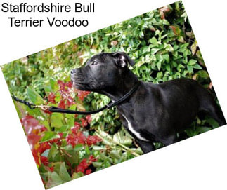 Staffordshire Bull Terrier Voodoo