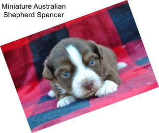 Miniature Australian Shepherd Spencer