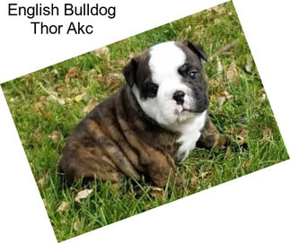 English Bulldog Thor Akc