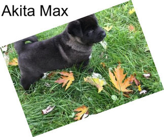 Akita Max