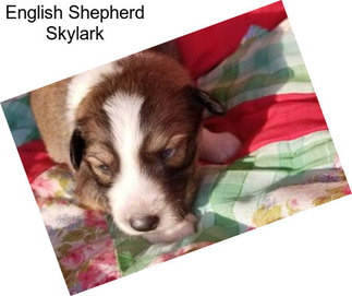 English Shepherd Skylark