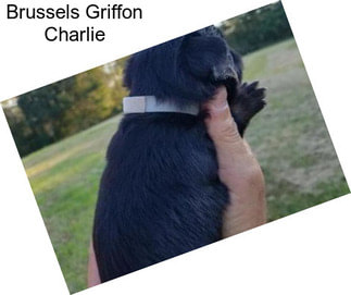 Brussels Griffon Charlie