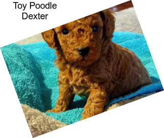 Toy Poodle Dexter