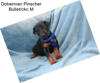 Doberman Pinscher Bullet/ckc M