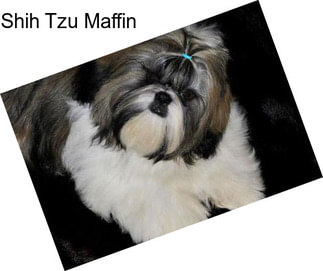 Shih Tzu Maffin