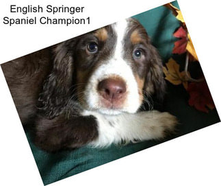 English Springer Spaniel Champion1