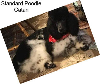 Standard Poodle Catan