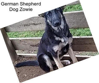 German Shepherd Dog Zowie