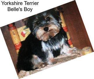 Yorkshire Terrier Belle\'s Boy