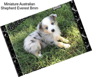 Miniature Australian Shepherd Everest Bmm