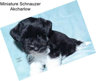 Miniature Schnauzer Akcharlow