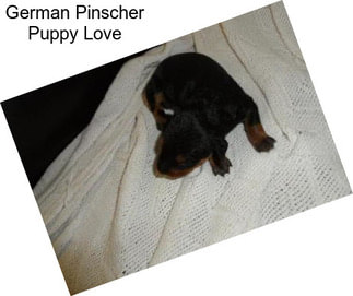 German Pinscher Puppy Love