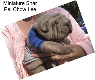 Miniature Shar Pei Chow Lee