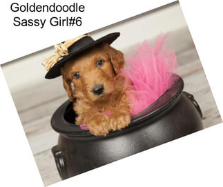 Goldendoodle Sassy Girl#6
