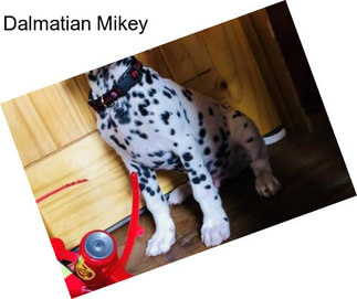 Dalmatian Mikey