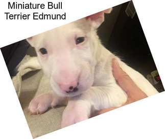 Miniature Bull Terrier Edmund