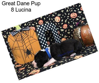 Great Dane Pup 8 Lucina