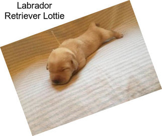 Labrador Retriever Lottie