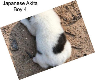 Japanese Akita Boy 4