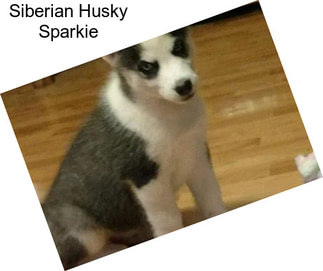 Siberian Husky Sparkie