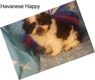 Havanese Happy