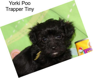 Yorki Poo Trapper Tiny