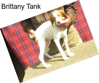 Brittany Tank