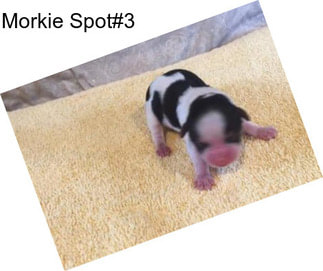 Morkie Spot#3